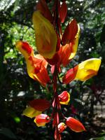 Pflanzenwelt auf Costa Rica