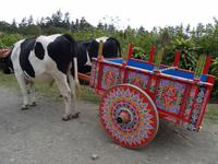 traditioneller Ochsenkarren