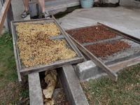 Trocknung des Kaffees