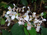 Pflanzenwelt auf Costa Rica