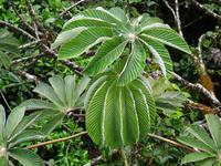 Pflanzenwelt auf Costa Rica