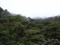 Nebelwald in Monteverde