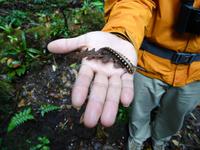 Tierwelt Costa Ricas