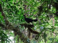 Tierwelt Costa Ricas