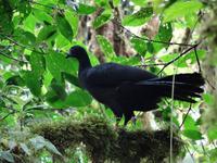 Tierwelt Costa Ricas