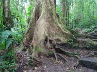 Wanderung im Santa Elena Reservat
