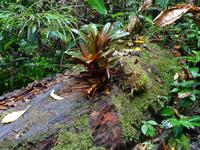 Pflanzenwelt auf Costa Rica