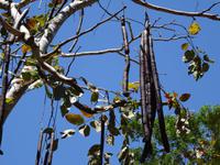 Pflanzenwelt auf Costa Rica