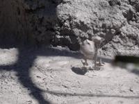 Fumarole am Vulcan Rincon de la Vieja