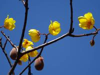 Pflanzenwelt auf Costa Rica