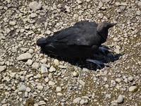 die Geier warten schon...