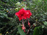 Pflanzenwelt auf Costa Rica