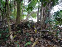 Wanderung im Manuel Antonio Nationalpark