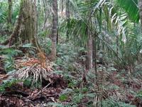 Wanderung im Manuel Antonio Nationalpark