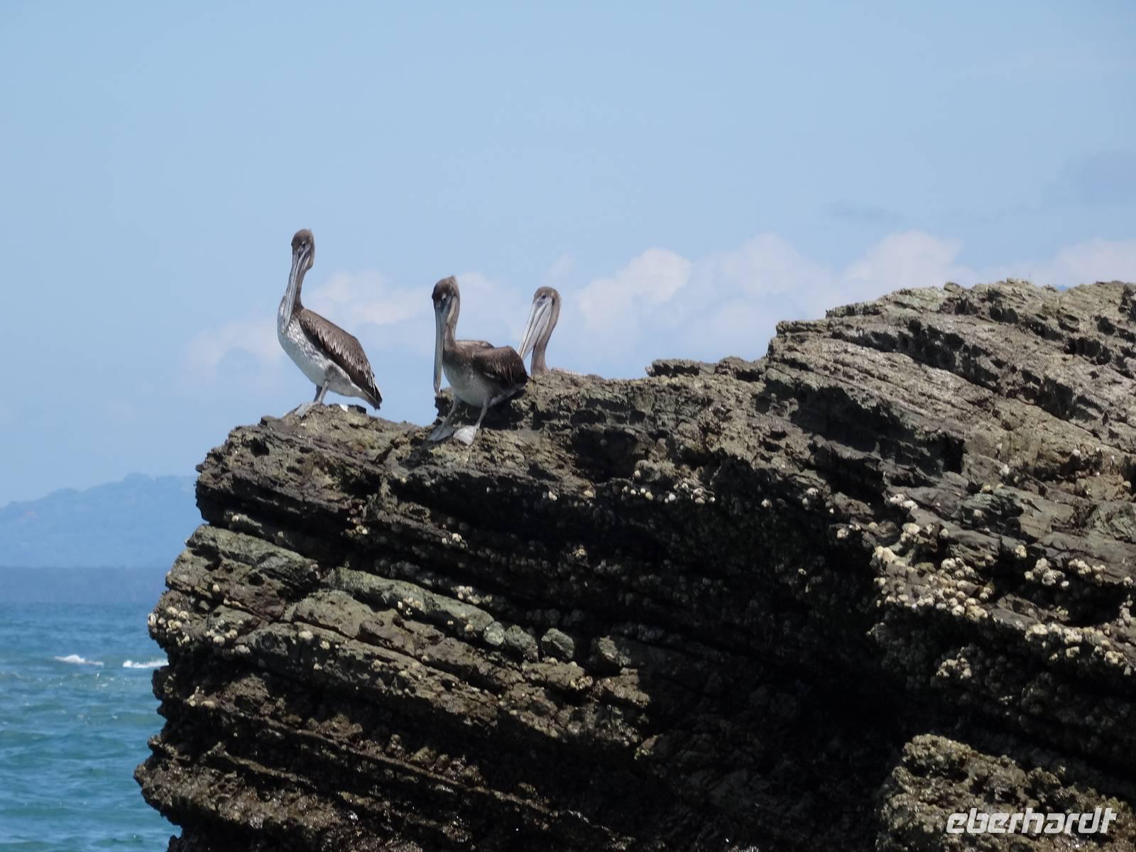 Insel der Braunen Pelikane