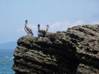 Insel der Braunen Pelikane