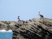 Insel der Braunen Pelikane