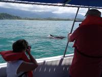 Delfine beim Marino Ballena National Park