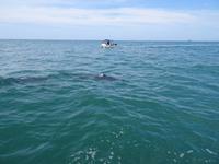 Delfine unter Beobachtung