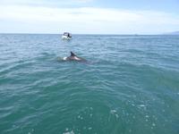 Delfine unter Beobachtung