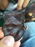 Guanacaste - Frucht des Ohrbaumes