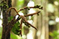 006 Costa Rica - Braulio Carrillo NP