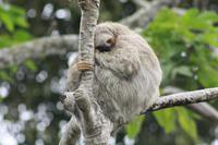 007 Costa Rica - Faultier