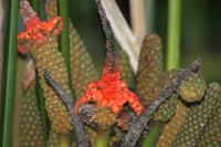 008 Costa Rica - Blüte