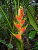 008 Costa Rica - BlüteI