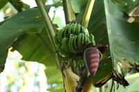 009 Costa Rica - Bananenstaude mit Blüte