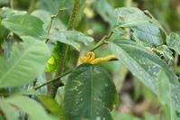013 Costa Rica - Cahuita NP Schlange