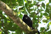 014 Costa Rica - Cahuita NP Brüllaffe