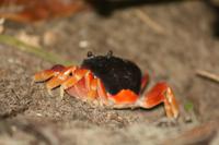 015 Costa Rica - Cahuita NP Krabbe