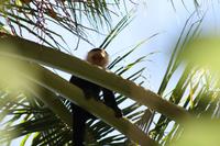 016 Costa Rica - Cahuita NP Kapuzineraffe