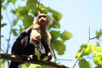 017 Costa Rica - Cahuita NP Kapuzineraffe