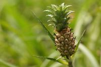 021 Costa Rica - Tortuguero - Ananas