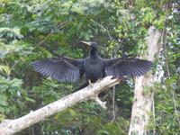 033 Costa Rica - Tortuguero - Tierbeobachtung