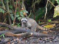 034 Costa Rica - Tortuguero - Waschbär
