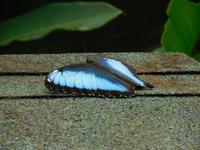 045 Costa Rica - Tortuguero - Schmetterling