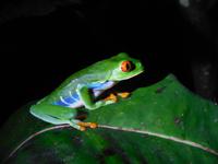 047 Costa Rica - Tortuguero - Rotaugenlaubfrosch