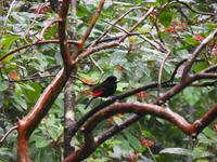 057 Costa Rica - Danaus Eco Center