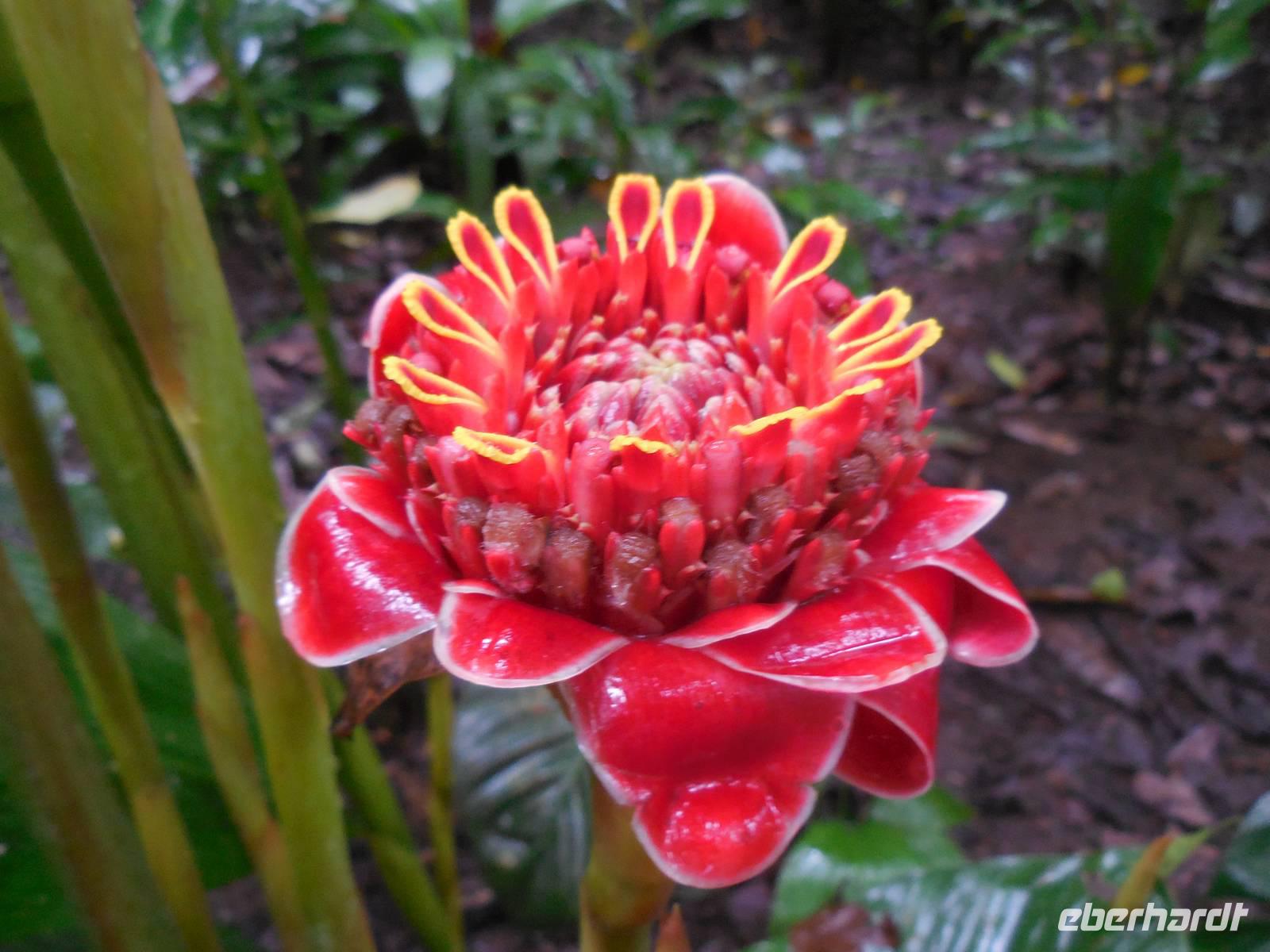 059 Costa Rica - Danaus Eco Center