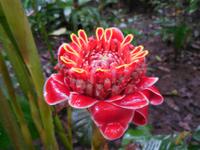 059 Costa Rica - Danaus Eco Center