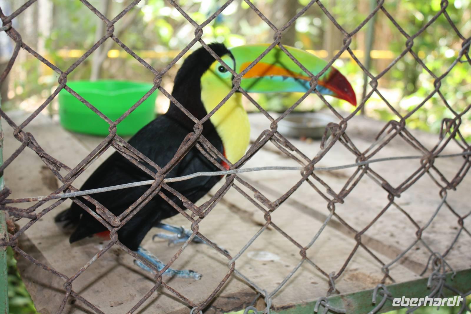 084 Costa Rica - Las Pumas - Tukan