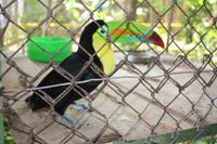 084 Costa Rica - Las Pumas - Tukan