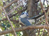 085 Costa Rica - Langschwanzhäher