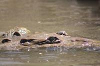 094 Costa Rica - Krokodil