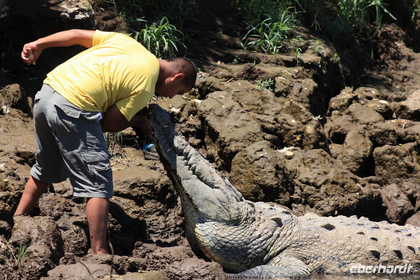 095 Costa Rica - Kuss am Krokodilfluss