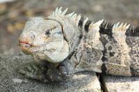 096 Costa Rica - Leguan