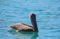 106 Costa Rica - Pelikan im Marina Ballena NP